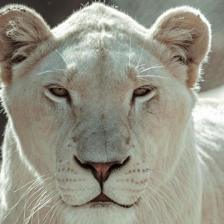 Lions View Accommodation Mbombela Екстер'єр фото