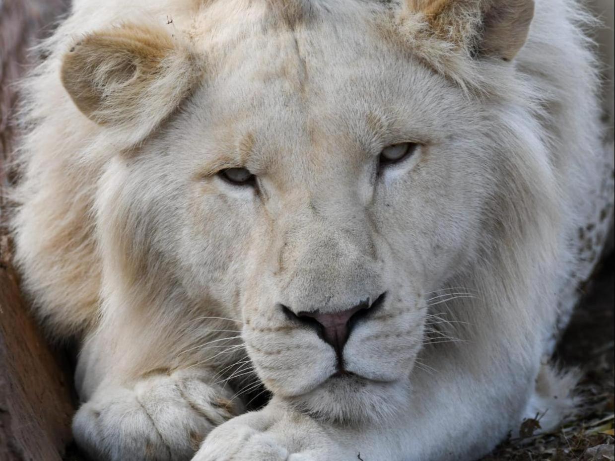 Lions View Accommodation Mbombela Екстер'єр фото