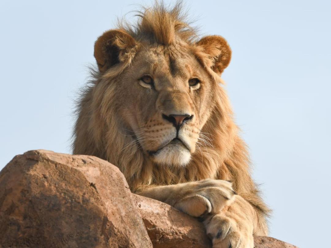 Lions View Accommodation Mbombela Екстер'єр фото