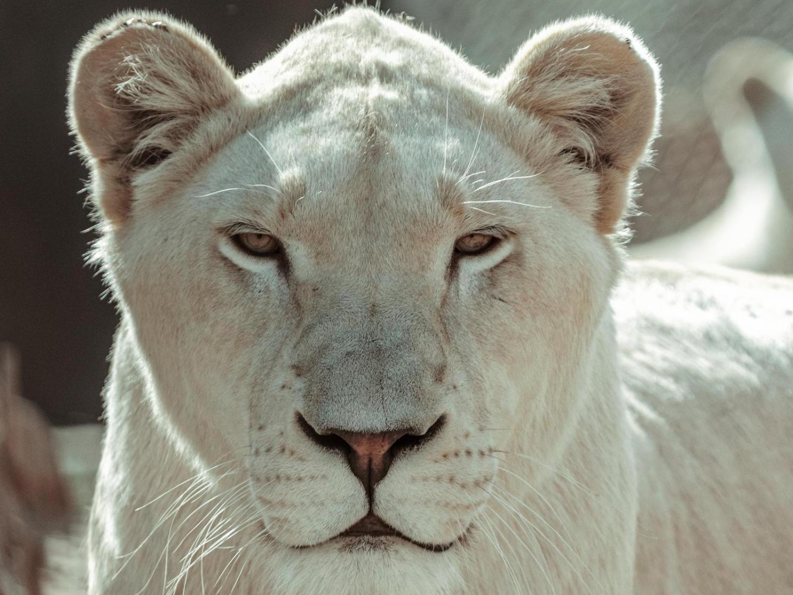 Lions View Accommodation Mbombela Екстер'єр фото