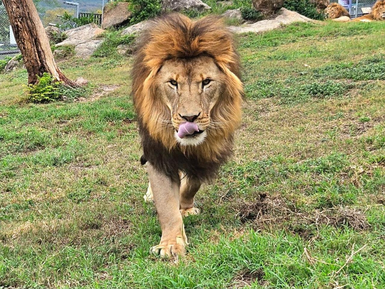 Lions View Accommodation Mbombela Екстер'єр фото