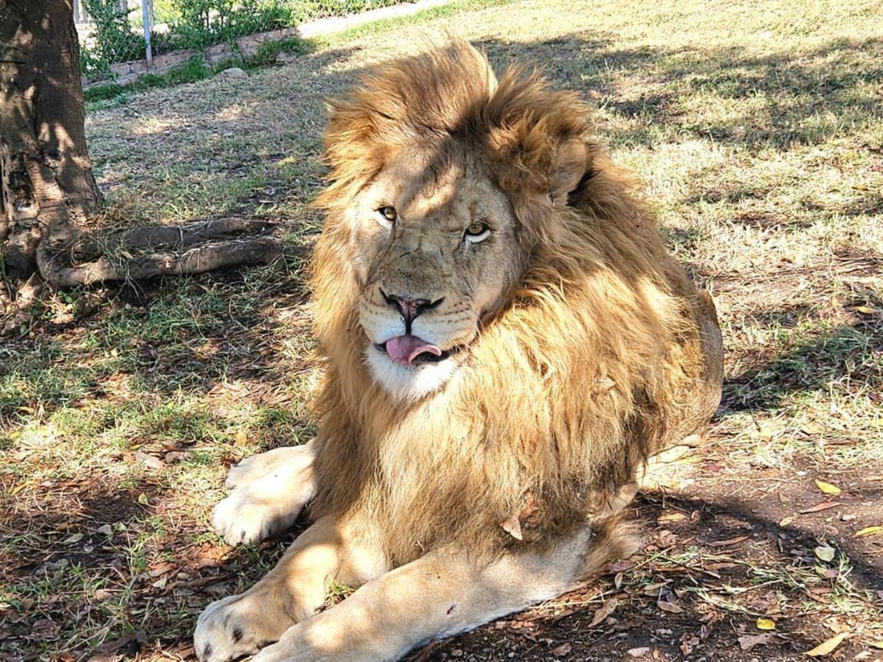 Lions View Accommodation Mbombela Екстер'єр фото