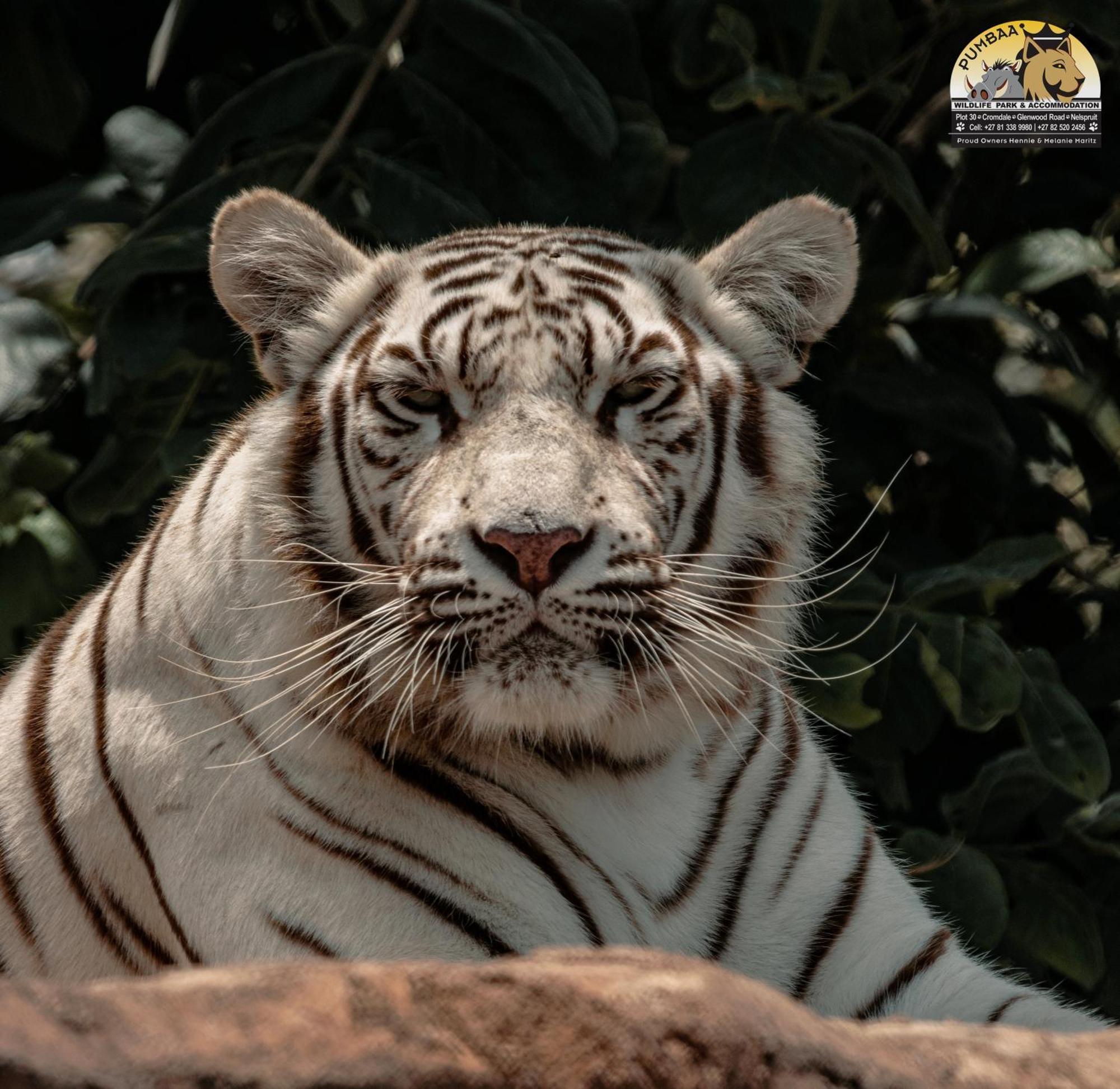 Lions View Accommodation Mbombela Екстер'єр фото